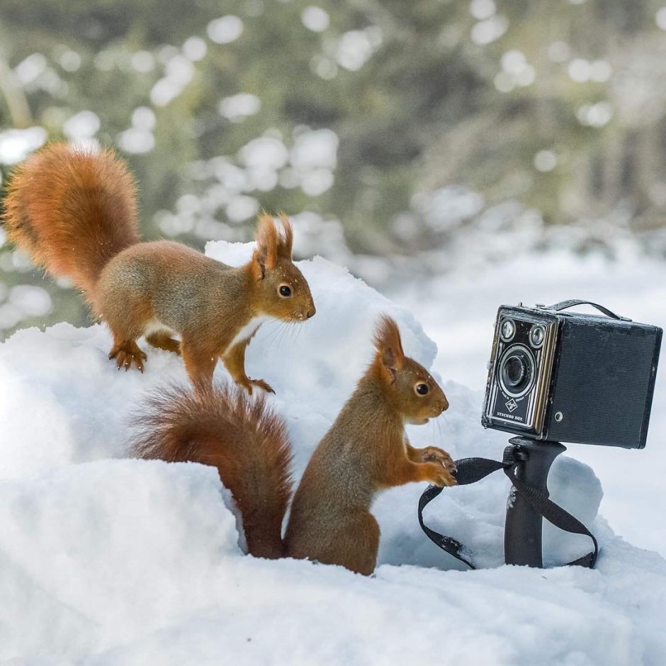 Белка с фотоаппаратом
