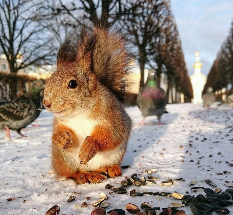 Белочка в парке