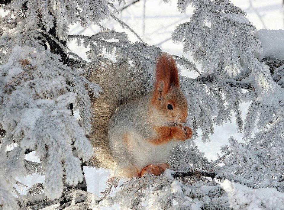 Растения и животные зимой