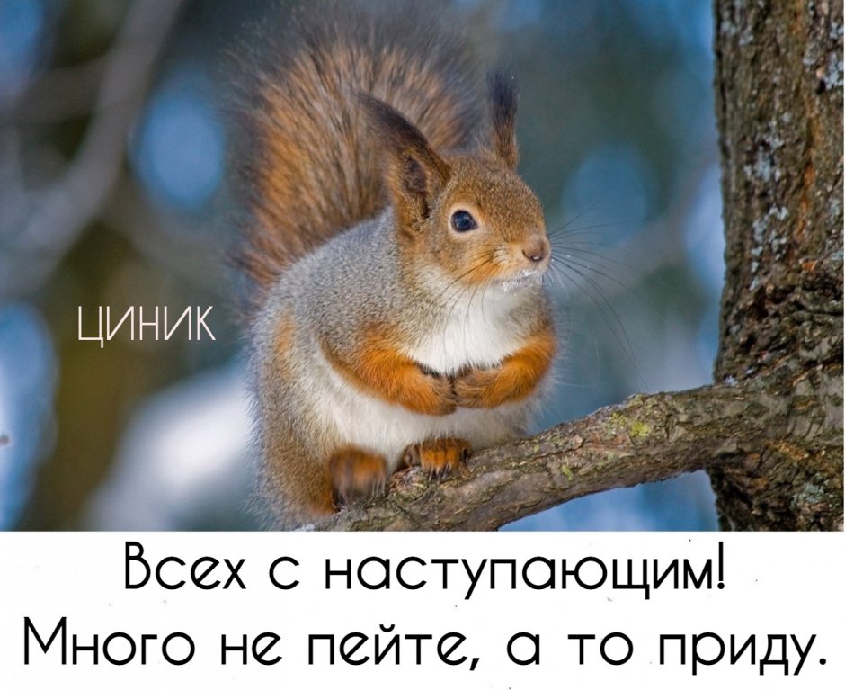 Почему белку назвали белкой