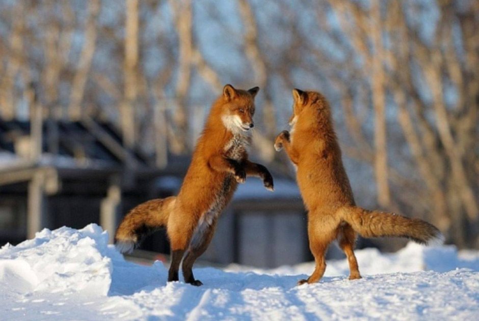 Трехсвятие Васильев день