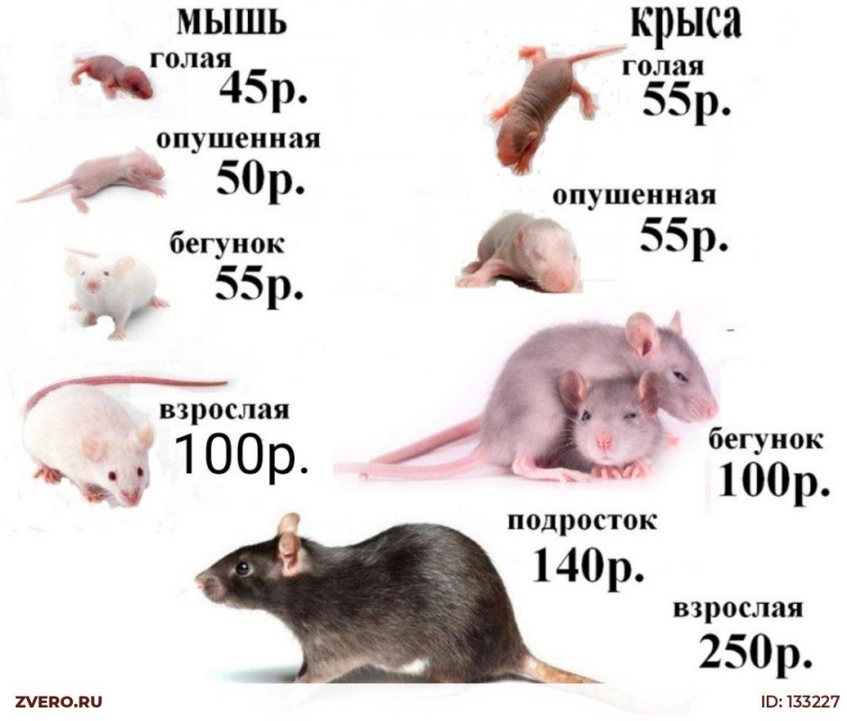 Размеры кормовых мышей
