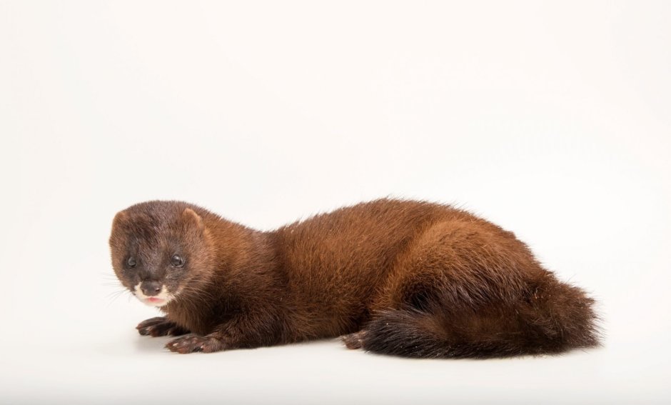 Европейская норка Mustela lutreola (Linnaeus, 1761)