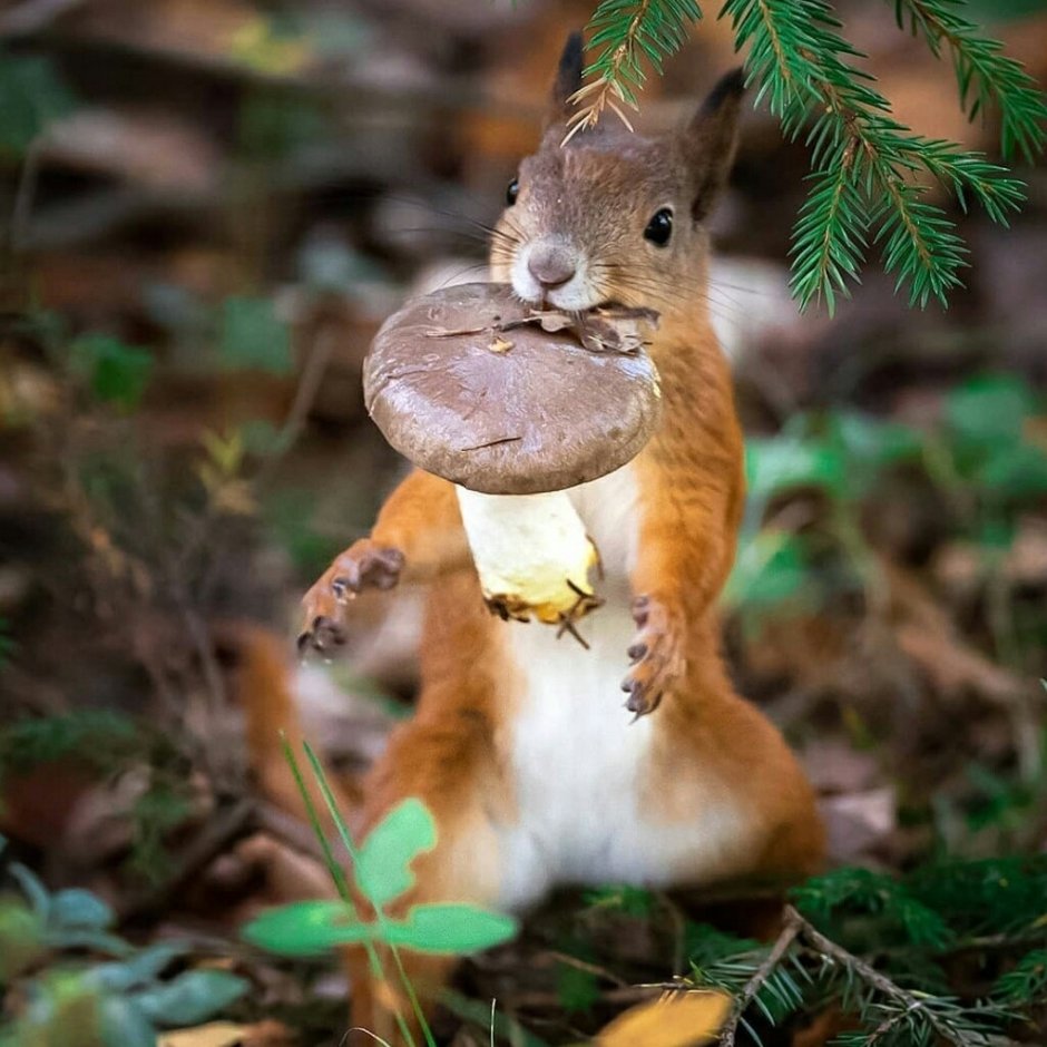 Белка с грибом