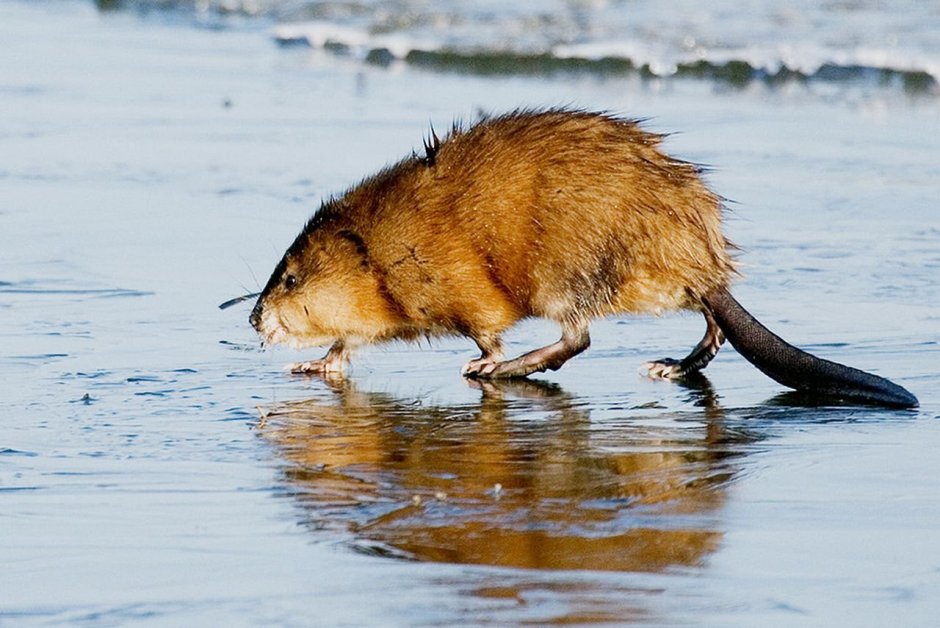 Водные грызуны