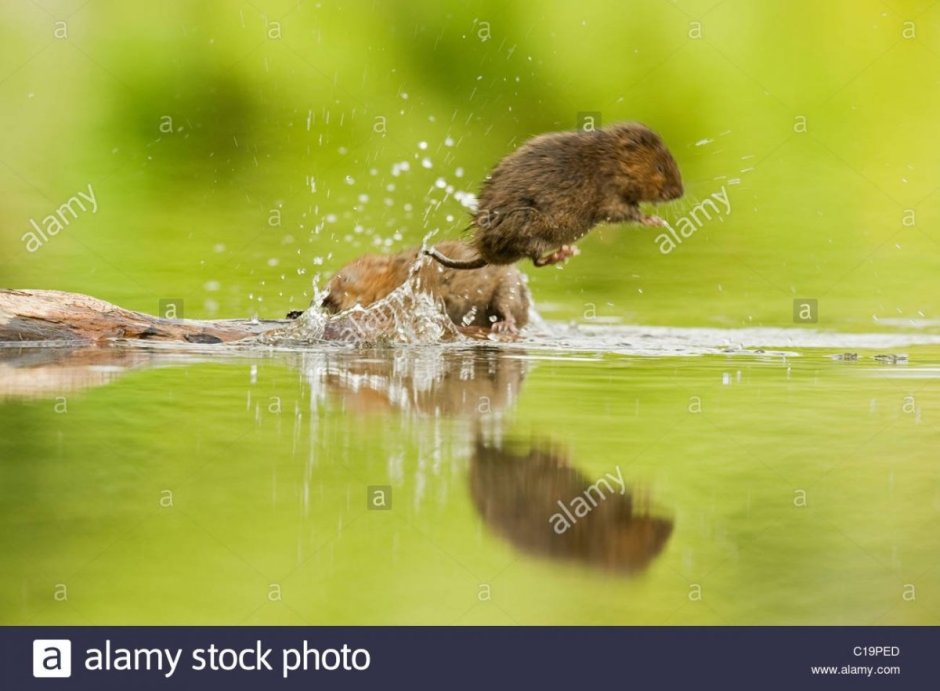 Водяная крыса плывет