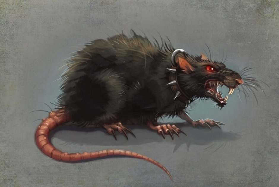 Rattus Rattus чёрная крыса