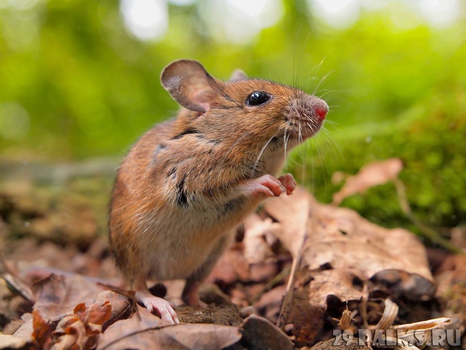 Лесная мышь (Apodemus sylvaticus)