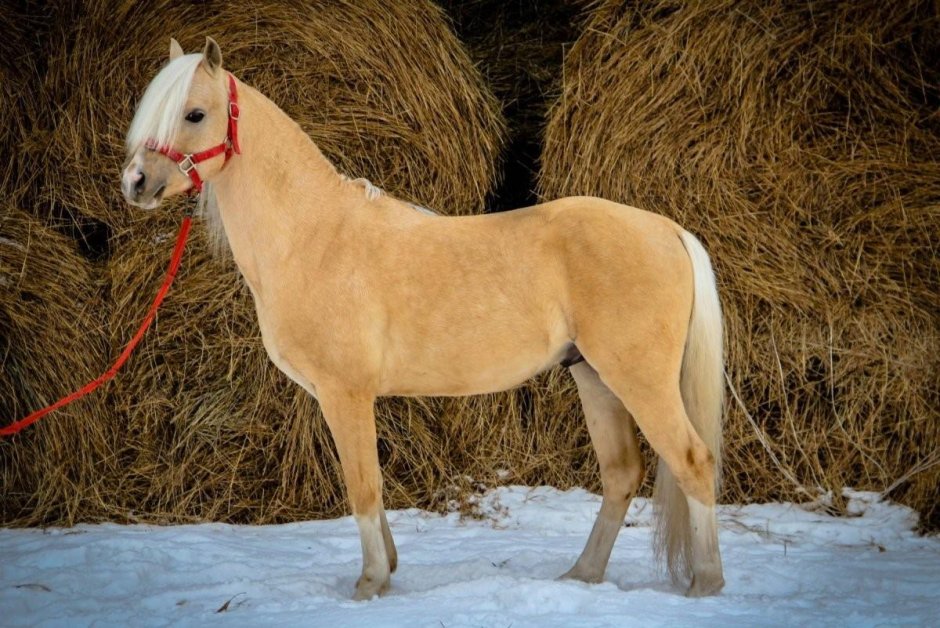 Пони соловой масти