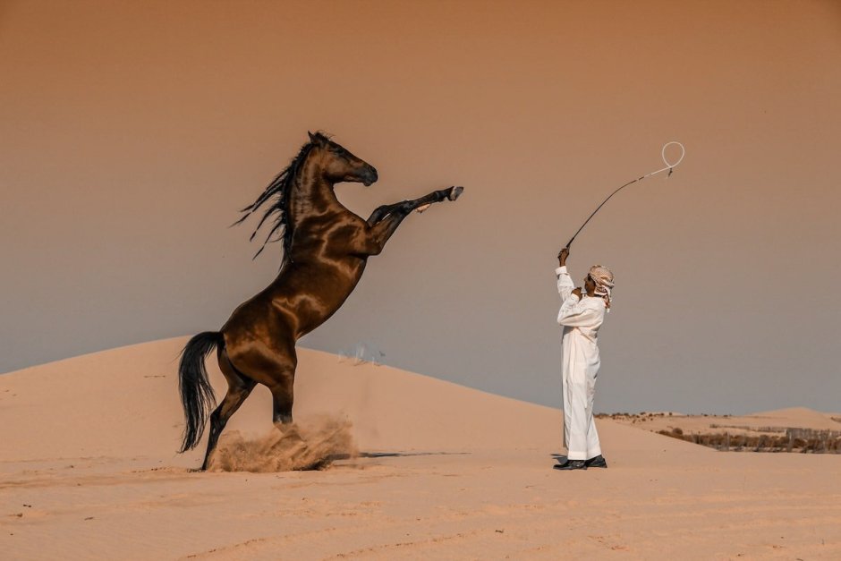 Фотоконкурс Sony World Photography Awards 2020