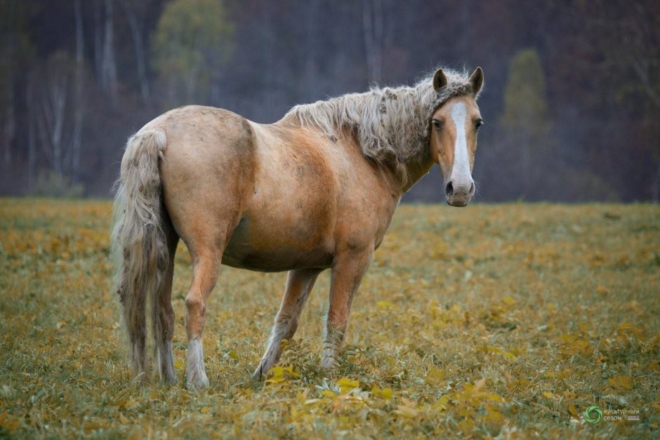 Пегая Башкирская лошадь