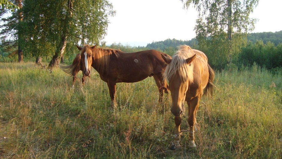 Башкирская лошадь