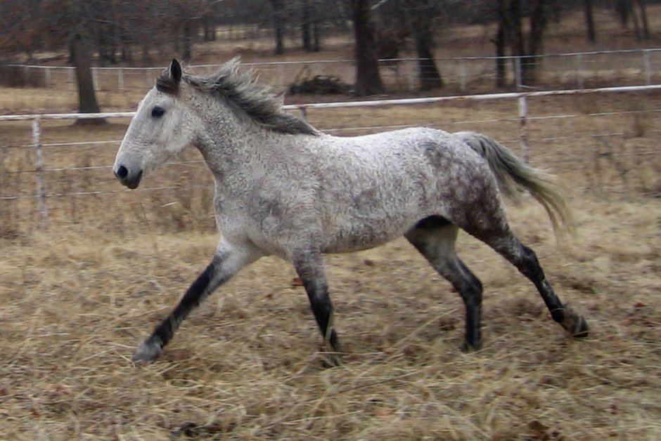 Американская кудрявая Башкирская лошадь
