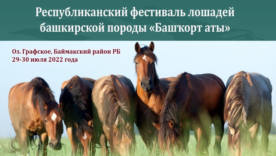 Лошадь башкирской породы натуральный