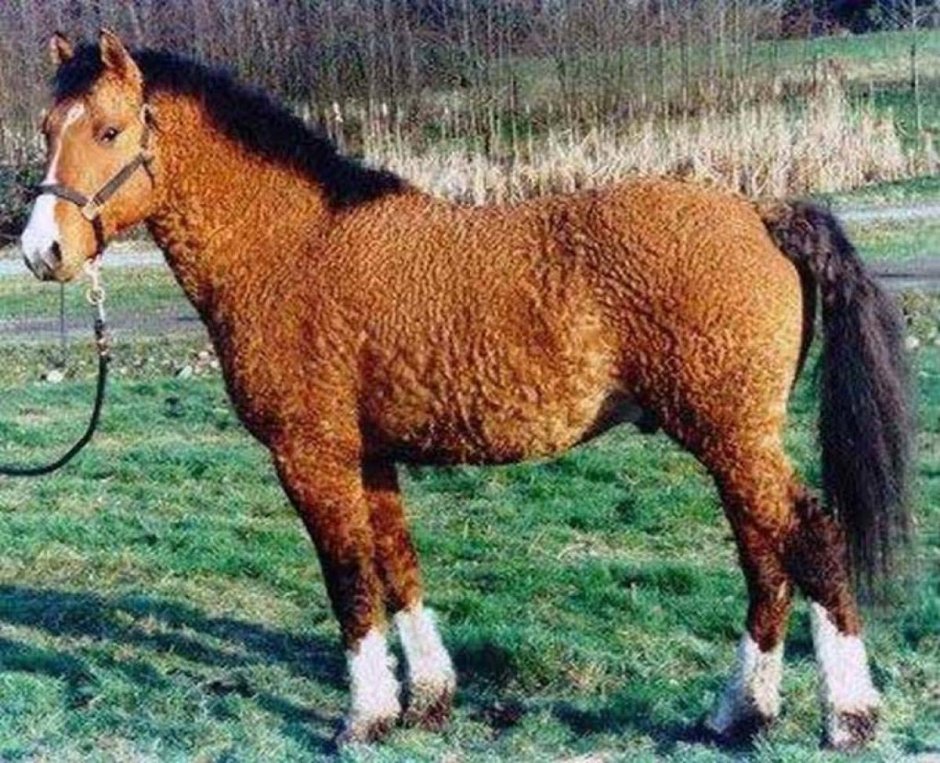 Башкирская курчавая лошадь