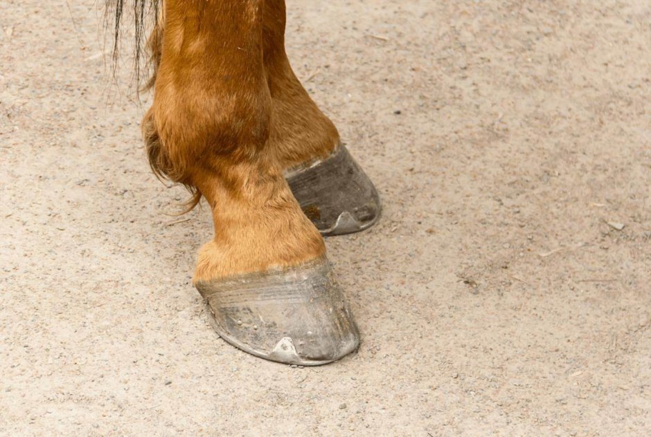 Horse hooves Shoes туфли