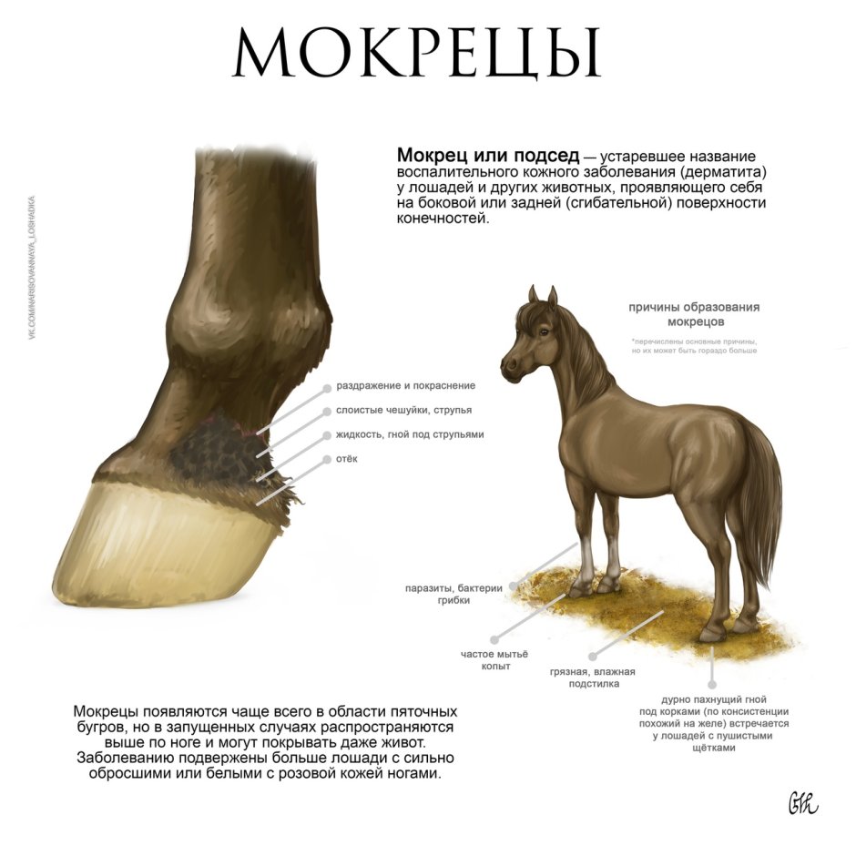 Мокрец у лошадей причины
