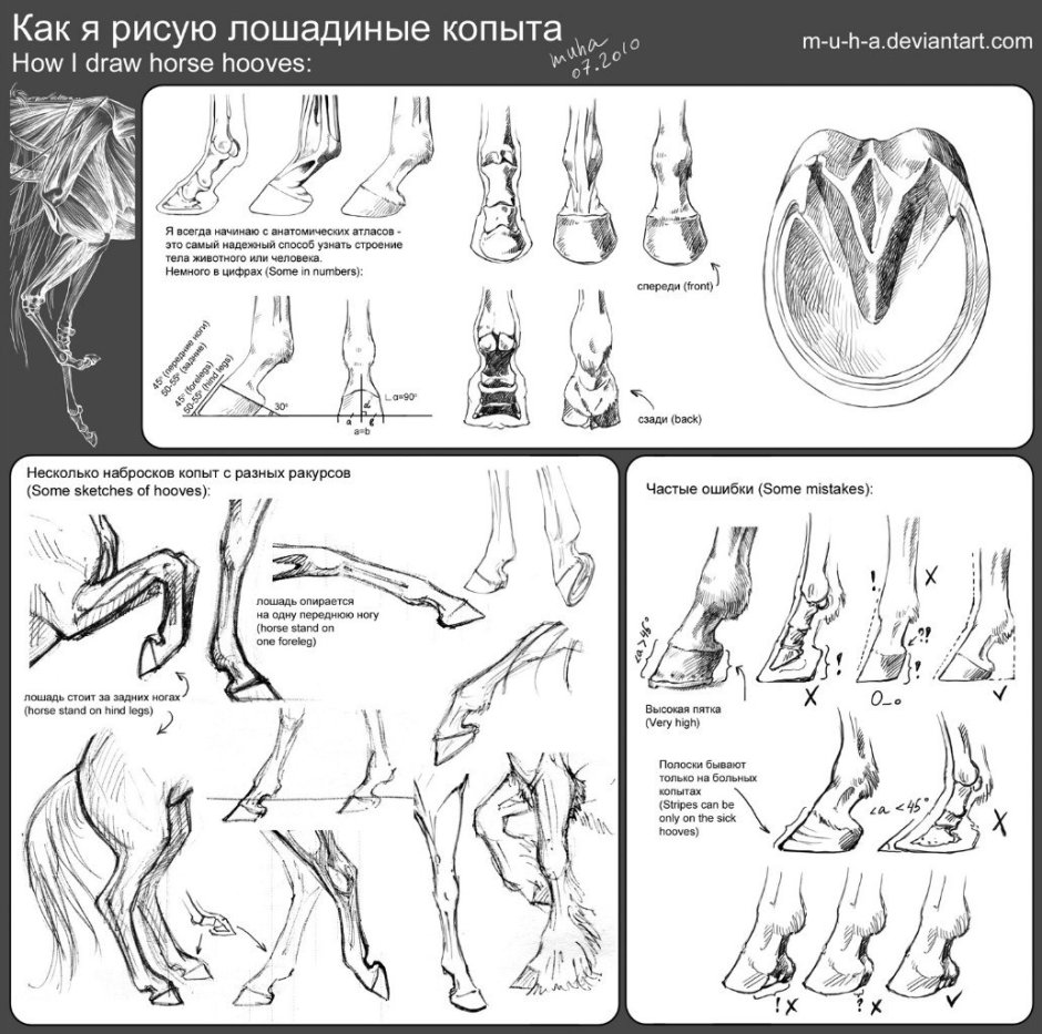 Анатомия копыт лошади референс