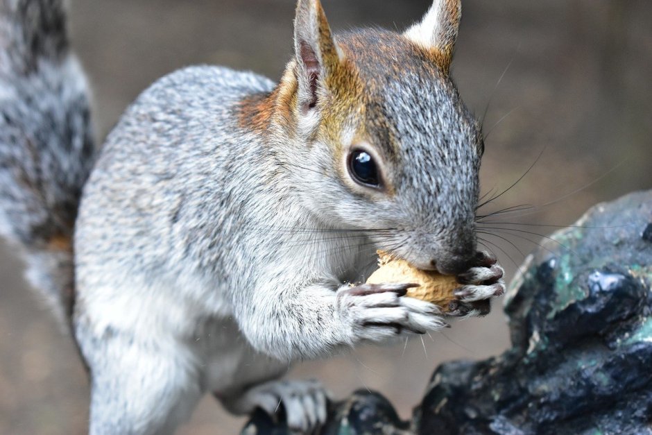 Sciurus spadiceus