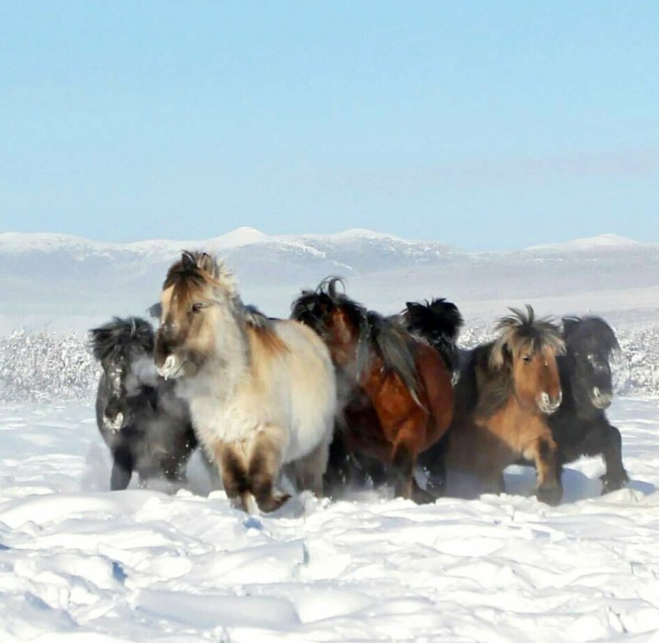 Якутская лошадь пегая
