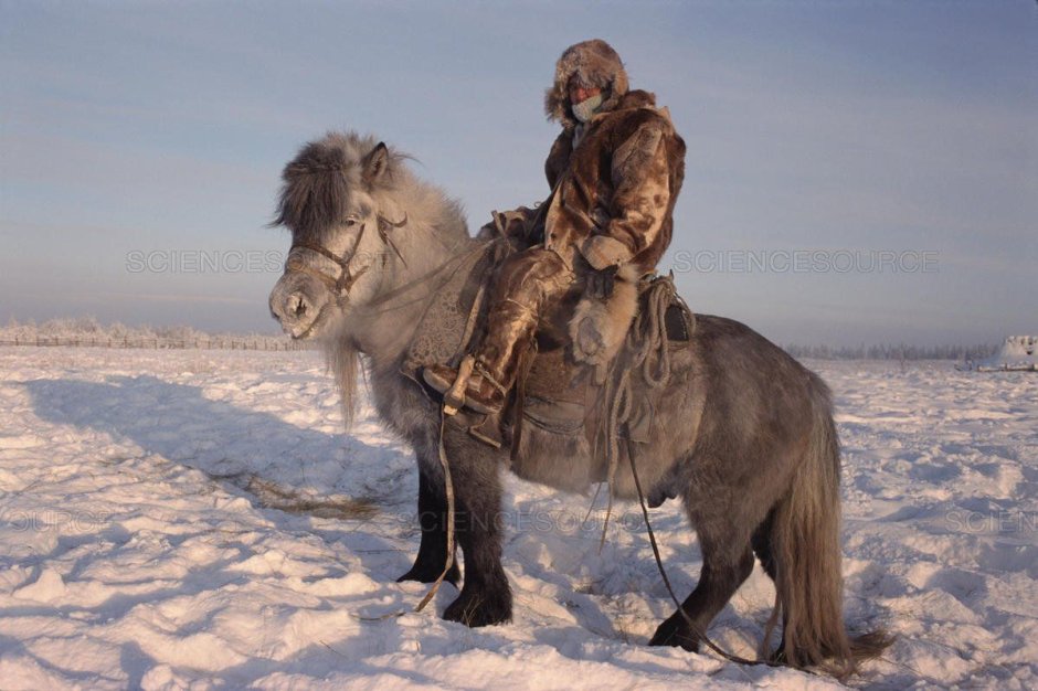 Оймяконские лошади