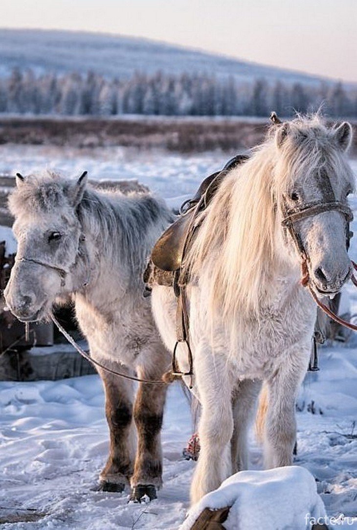 Якутская лошадь