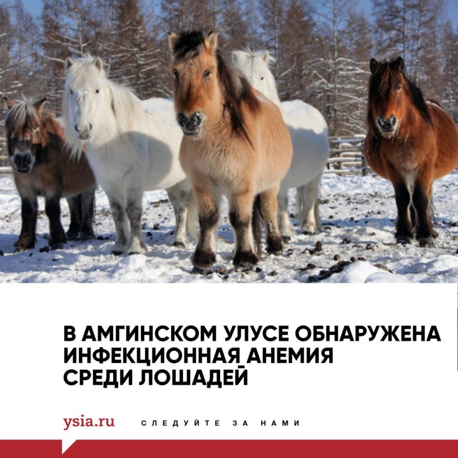 Якутская лошадь