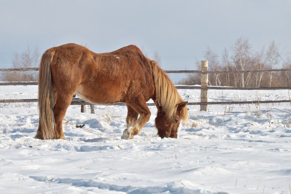 Якутский тяжеловоз