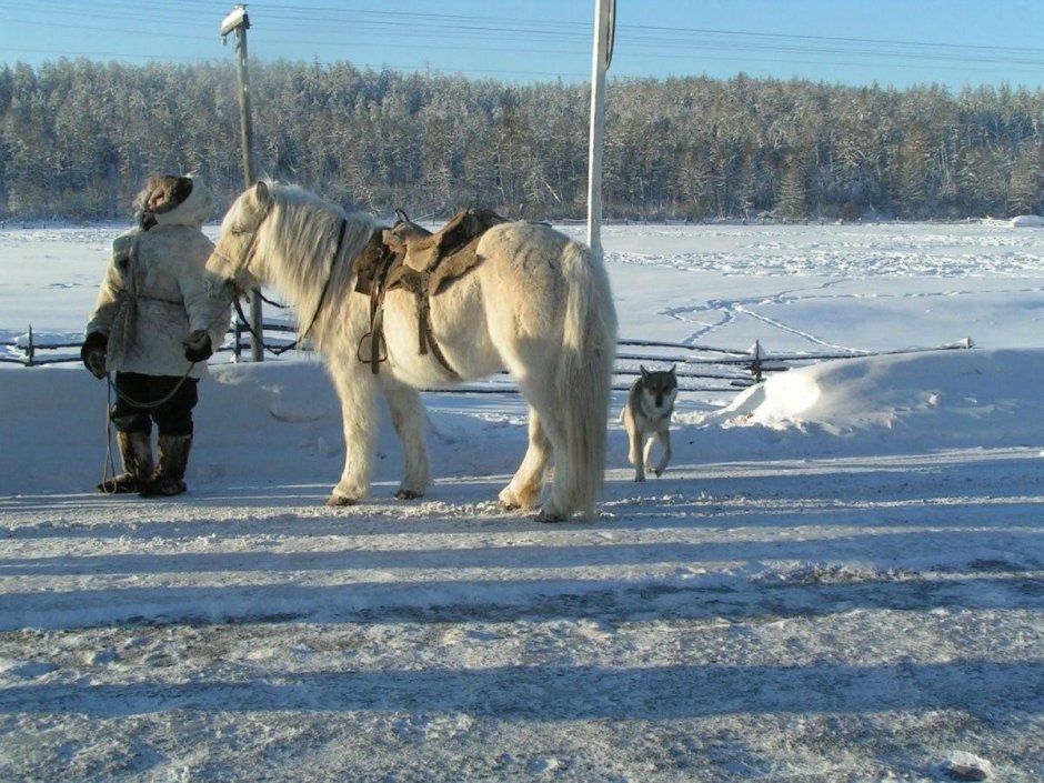 Эвенки коневоды