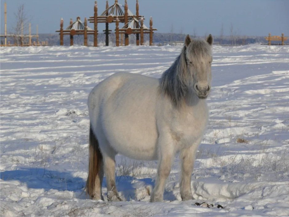 Саха сылгыта
