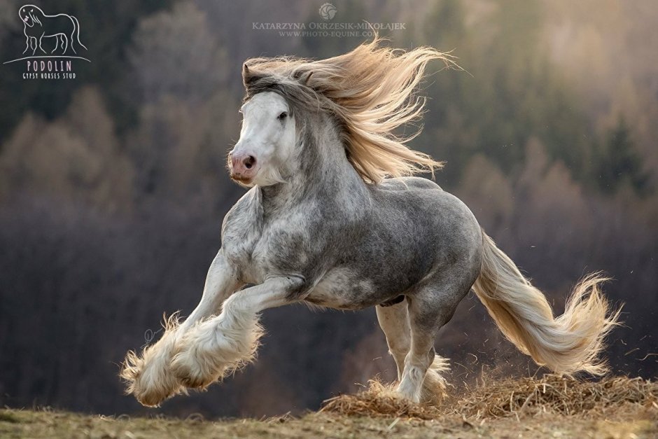 Peyo Horse