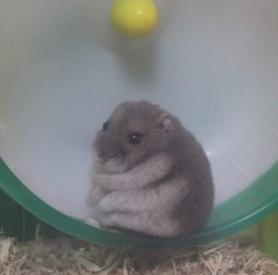 Плачущий хомяк
