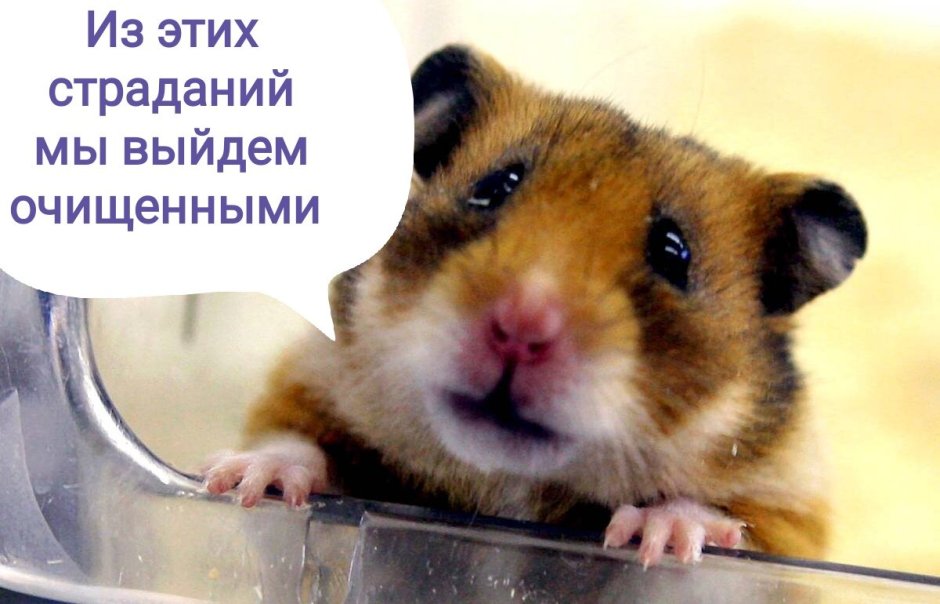 Хомяк плачет