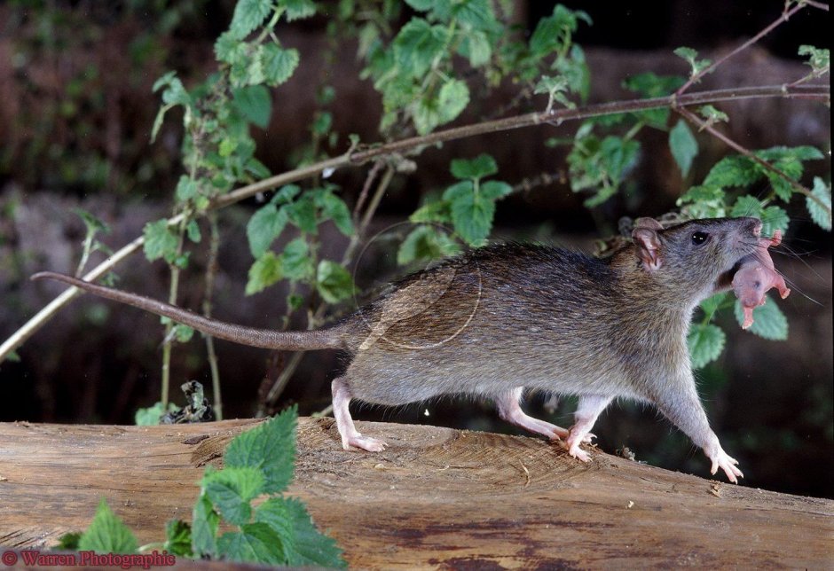 Серая крыса (Пасюк) - Rattus norvegicus.