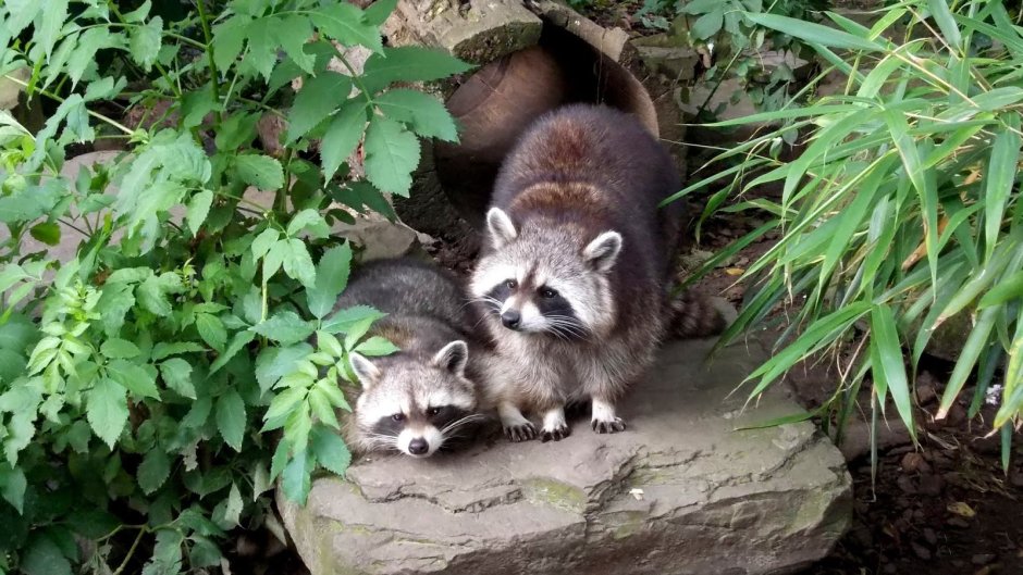 Rush Raccoons