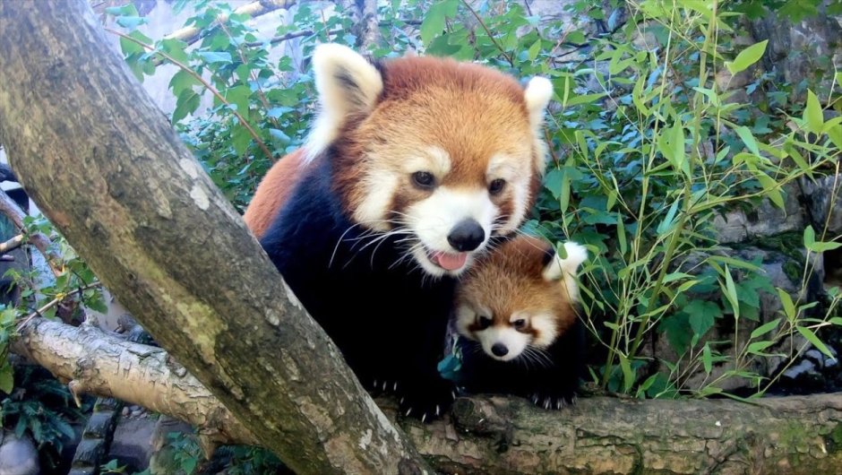 Red Panda Cubs
