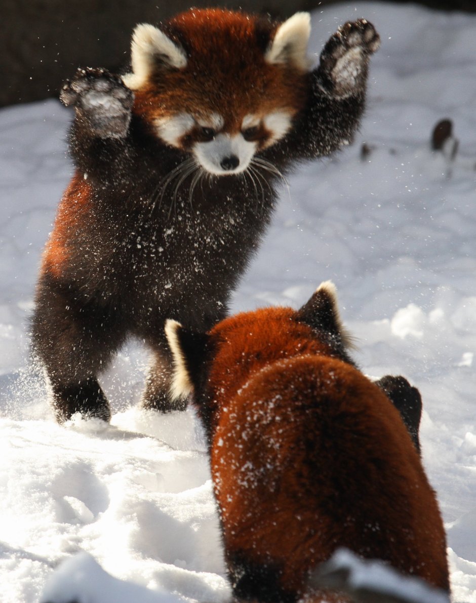 Малая Панда (Ailurus Fulgens
