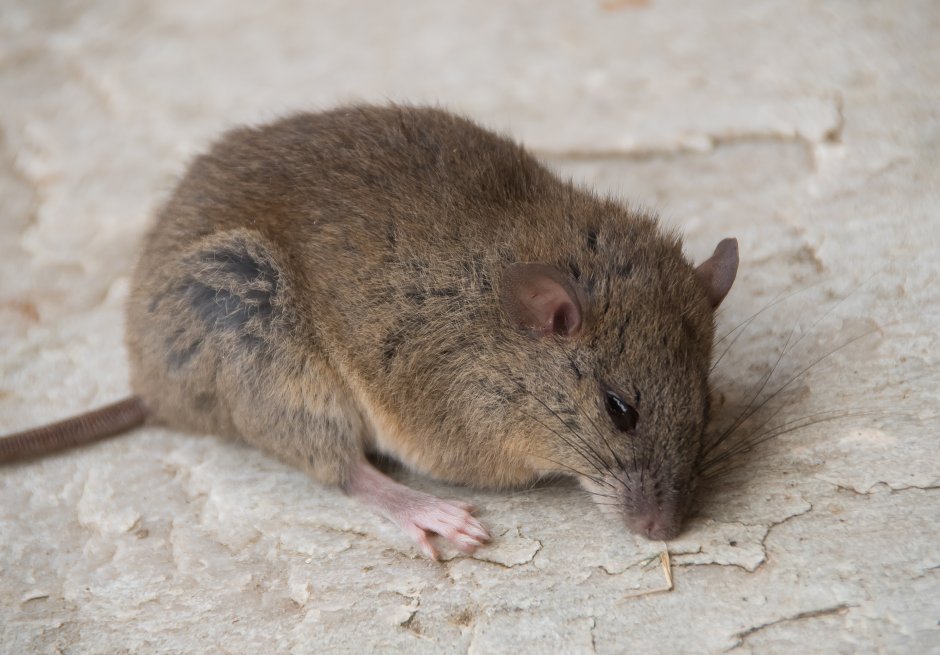 Melomys rubicola