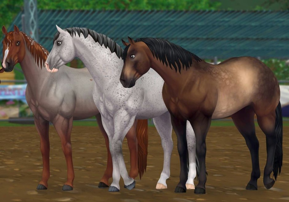 American Quarter Horse Стар стейбл