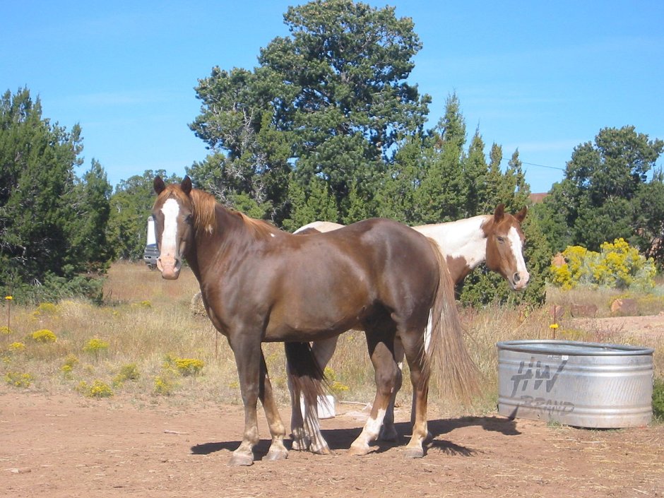 Скрещивание лошадей в Horse Valley