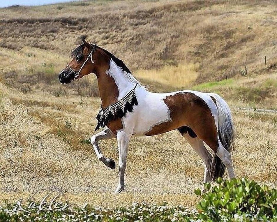 Ахалтекинская лошадь пегая
