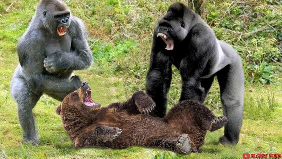 Gorilla vs Leopard