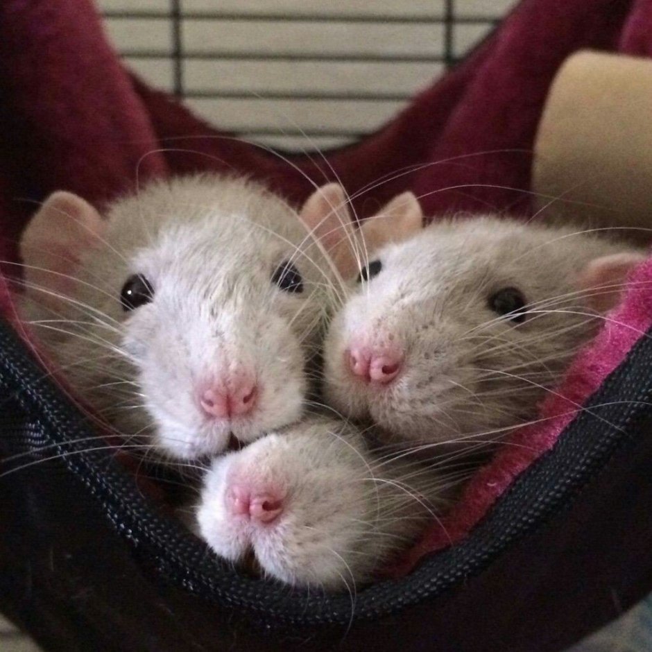 3 Крыски