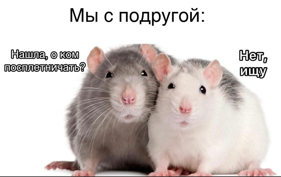 Морская Свинка и хомяк