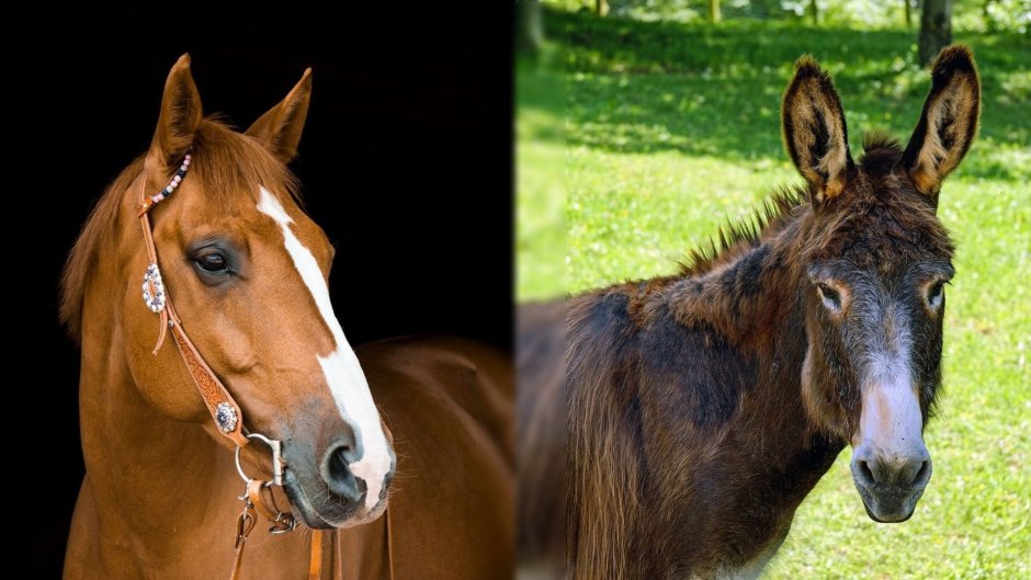 Мул vs лошадь