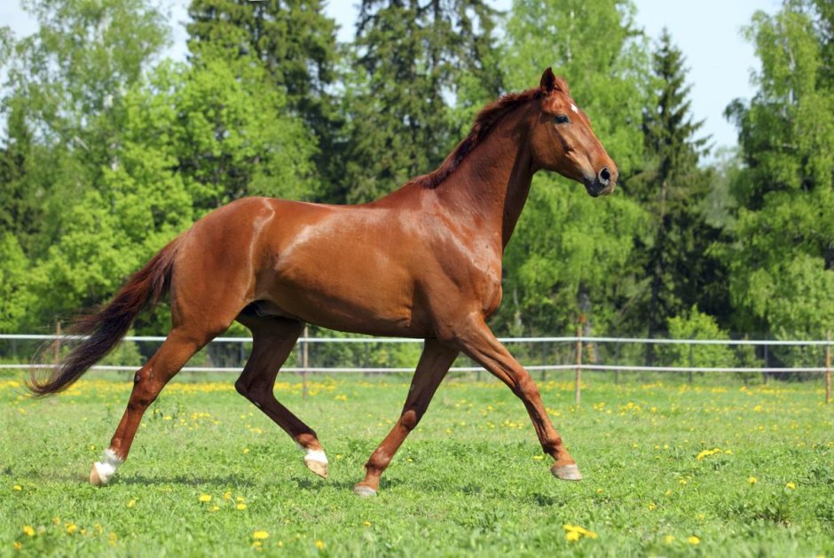 Horse Sorrel Biology