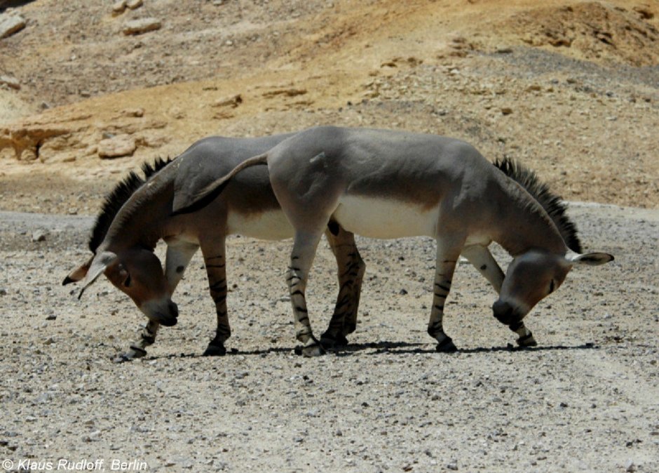 Equus africanus