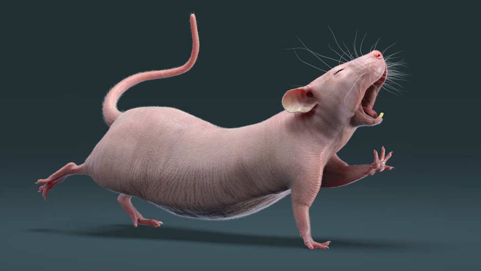 Крыса 3d model