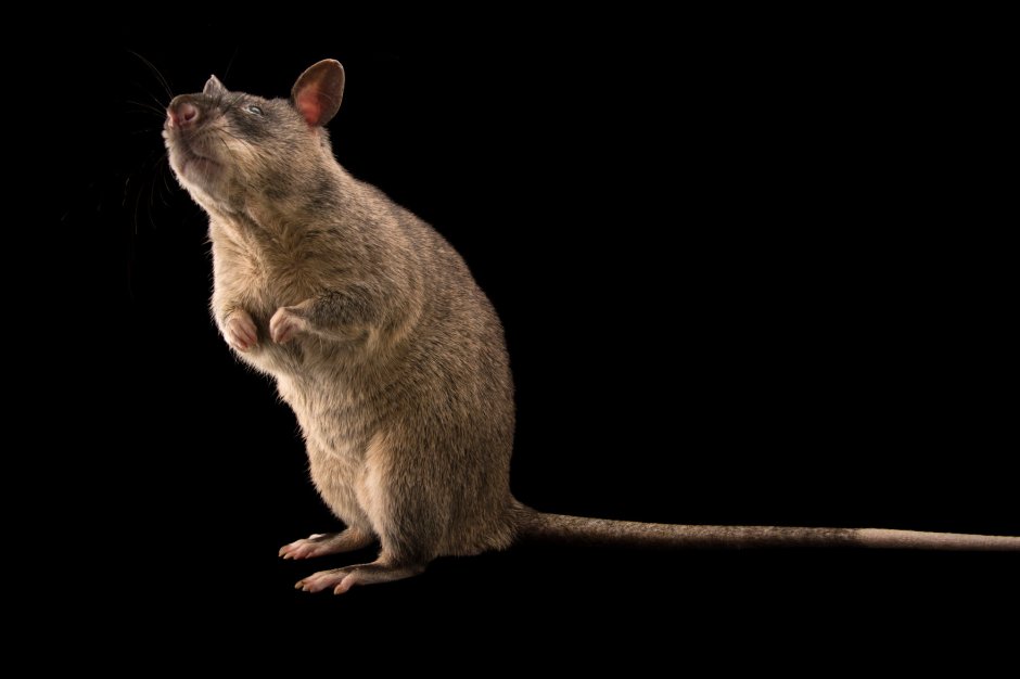 Cricetomys gambianus крыса