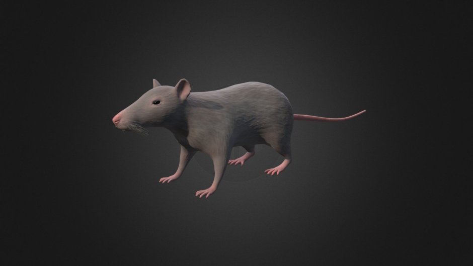 Rat 3d model free